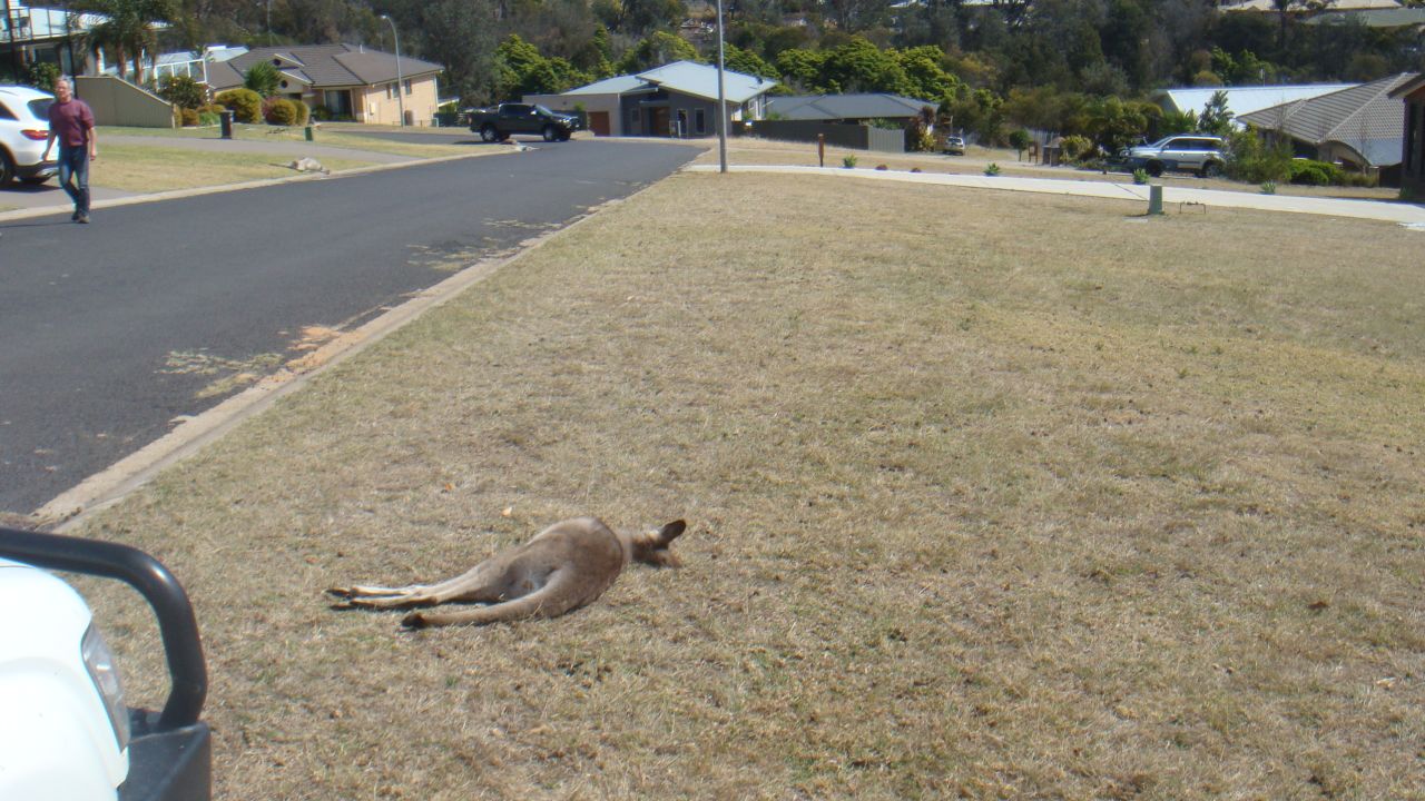 Remains of the kangaroos were found on residents' front lawns on Sunday in Tura Beach, on the New South Wales South Coast