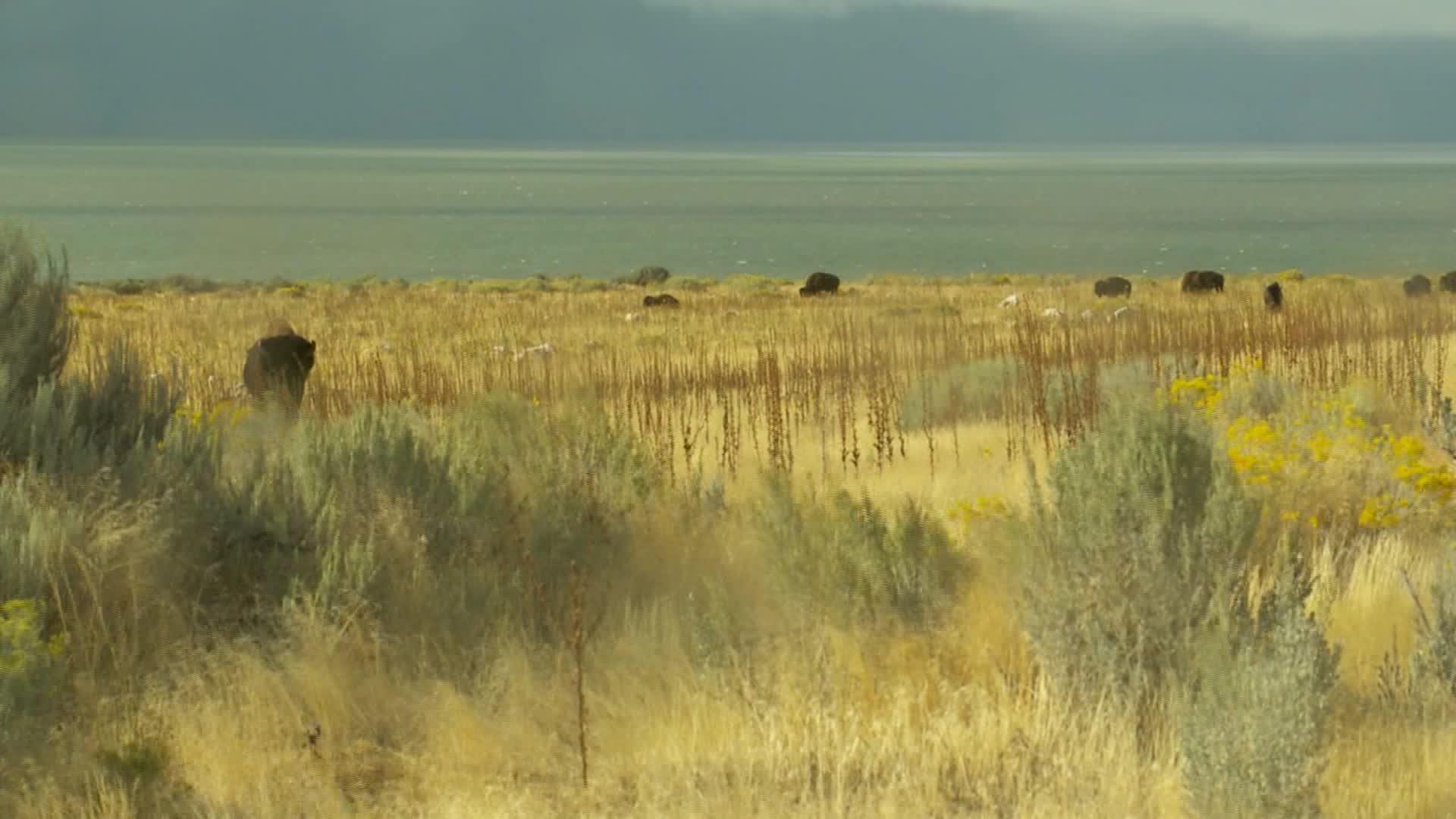 Staying Safe Around Bison at Antelope Island