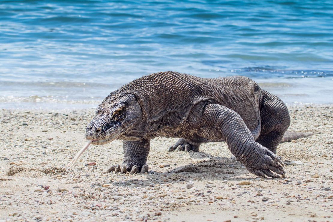 The Komodo dragon, a giant lizard native to Indonesia, is known for their sharp teeth and venomous bites.