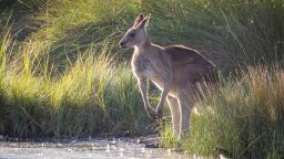 Wild Eastern Grey Kangaroo Drinking from Dam, Sunbury, Victoria, Australia, April 2018