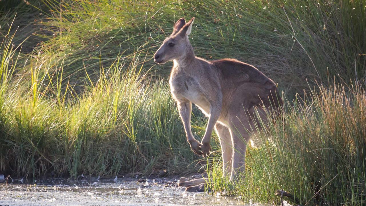 Kangaroos have come to be seen as pests that must be controlled.