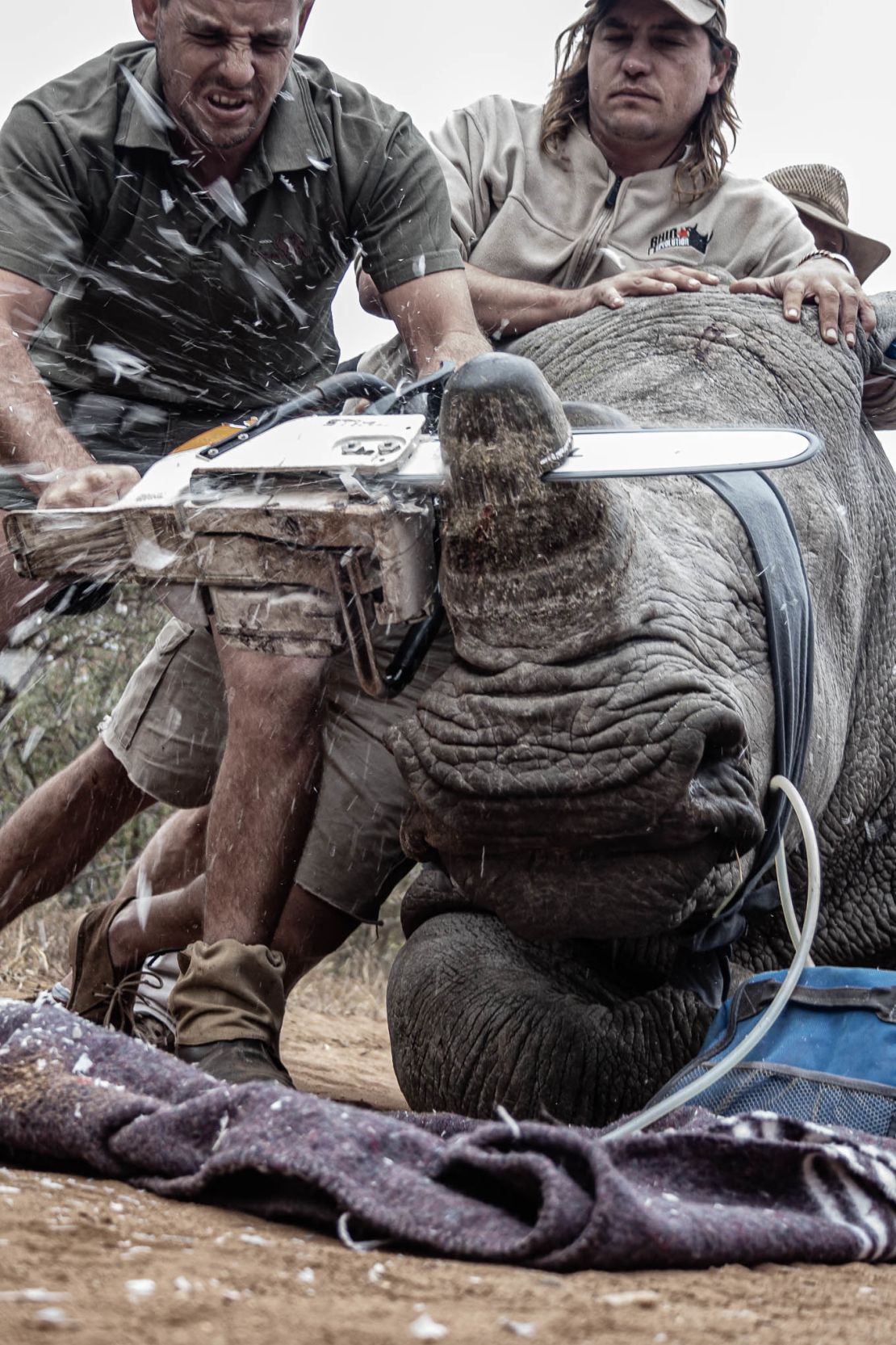 Neville Kgaugelo Ngomane's winning photo. A rhino being dehorned in an attempt to protect it from being poached