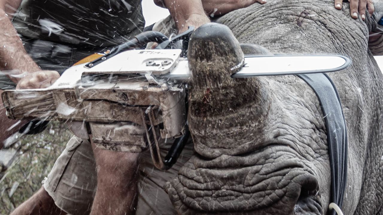 Neville Kgaugelo Ngomane's winning photo. A rhino being dehorned in an attempt to protect it from being poached