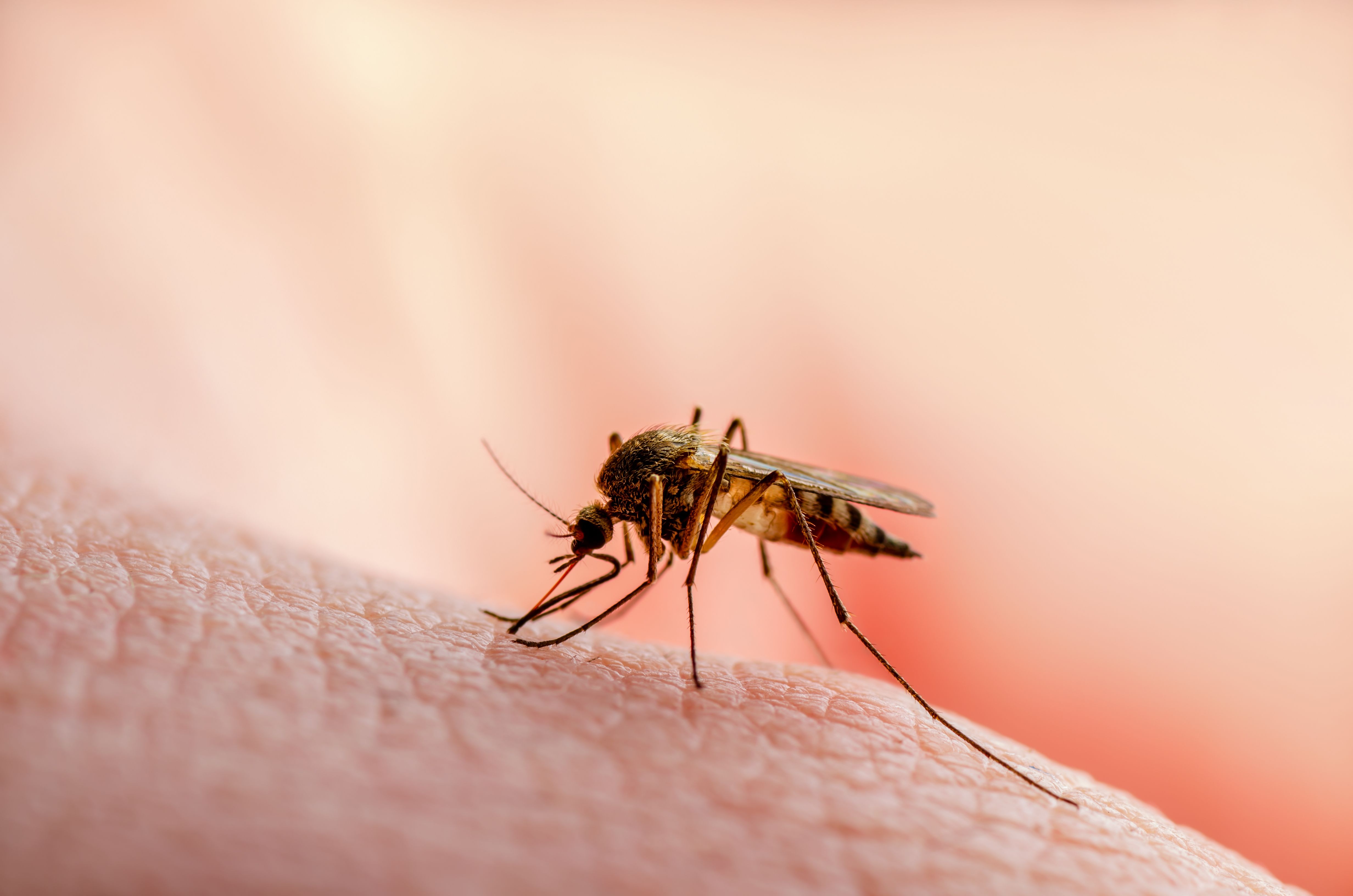 Why mosquitoes choose you