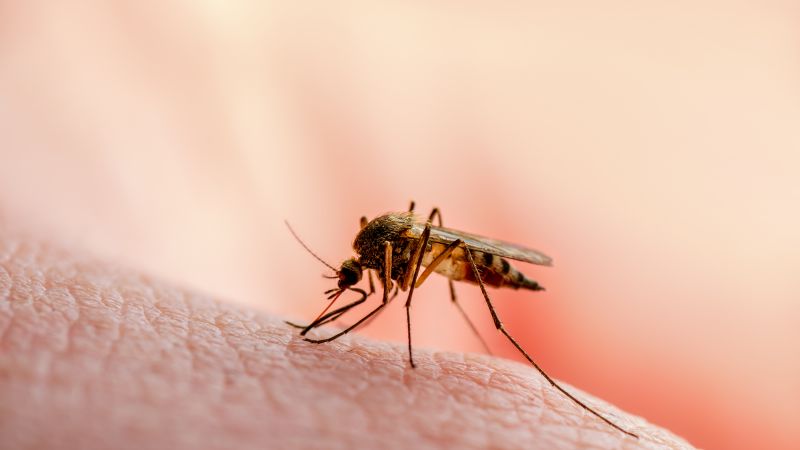 Комарите и кърлежите се появяват все по-често. Ето как да сте в безопасност това лято