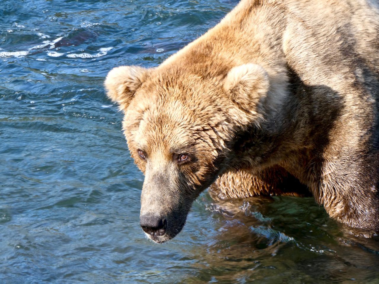 Fat Bear Week is finally here, and we're ready to cast our vote for the