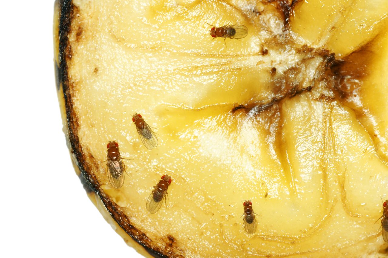 Did you have fruit for breakfast? Common fruit flies can catch a ride anywhere from field to harvest to grocery store, getting trapped by processors or freezing in refrigerated delivery trucks and ending up in your home. 