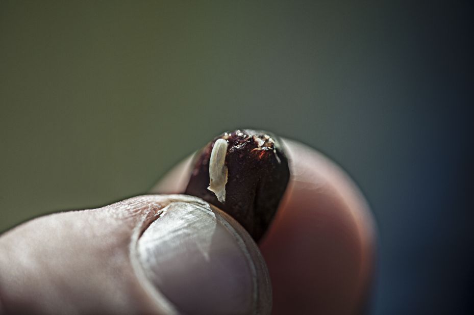The coffee beans you grind for breakfast are allowed to have an average of 10 milligrams or more animal poop per pound. As much as 4% to 6% of beans are also allowed to be insect-infested or moldy.