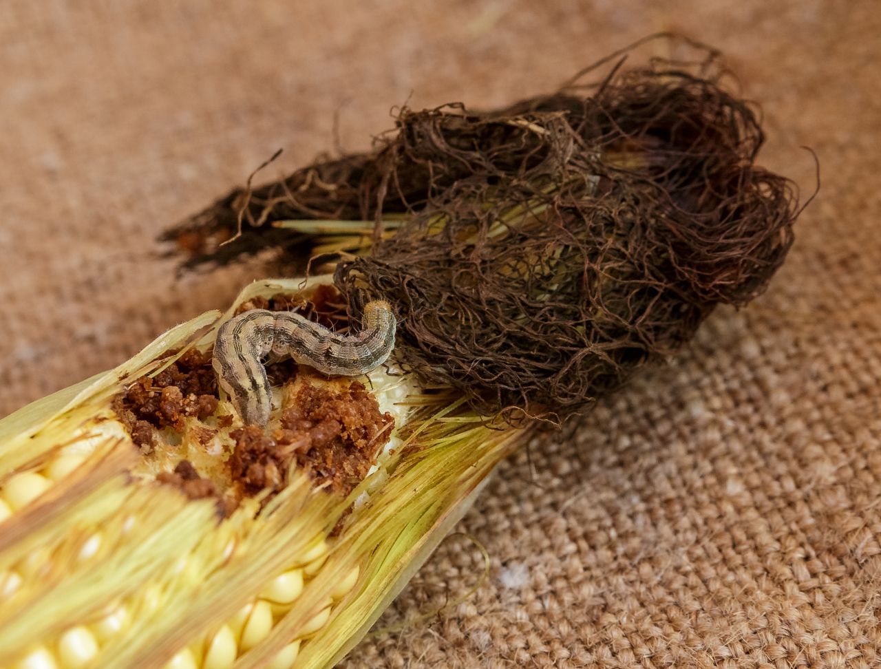 The canned sweet corn we love is allowed to have two or more larvae of the corn ear worm, along with larvae fragments and the skins the worms discard as they grow.
