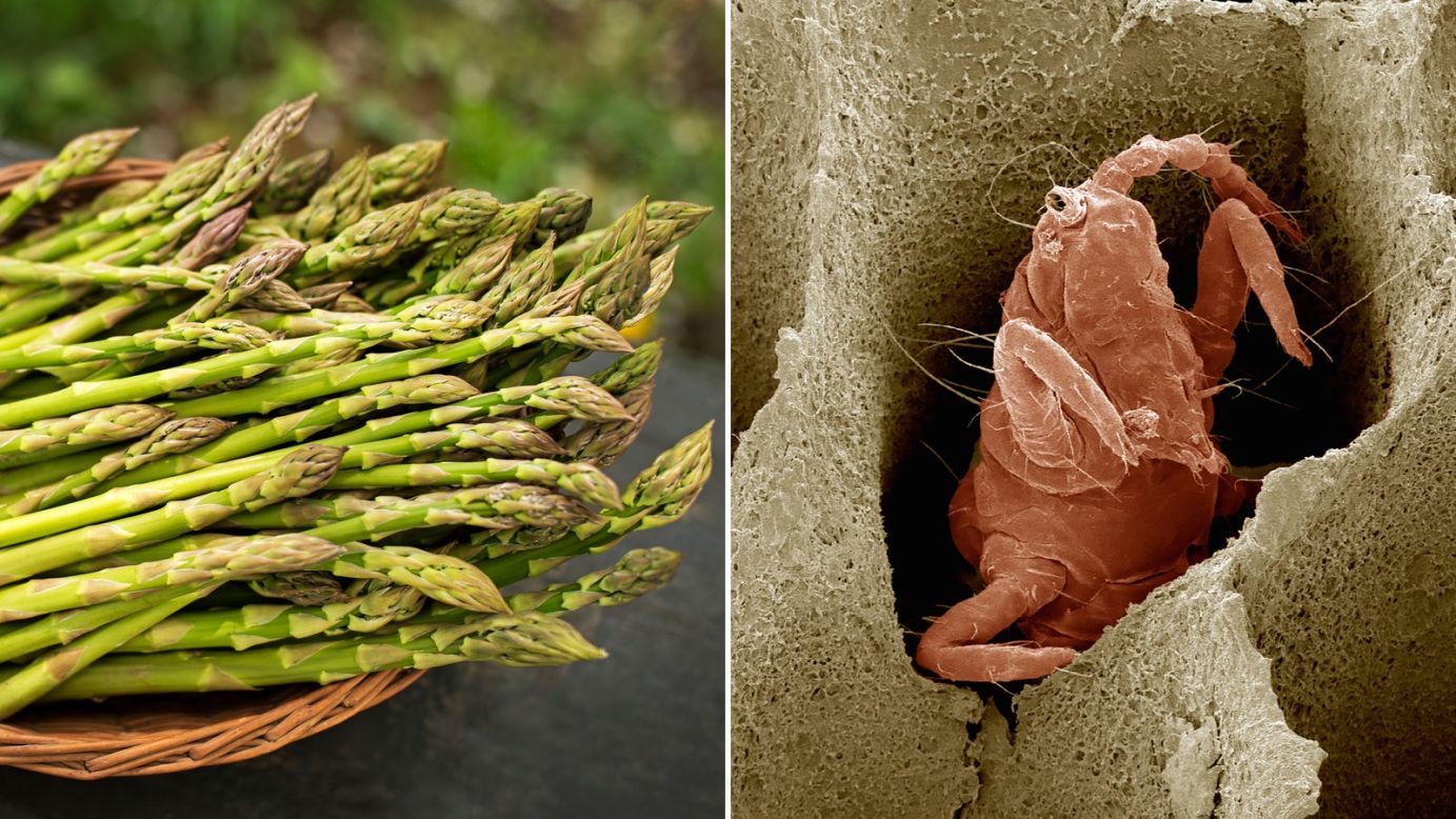 Asparagus can contain 40 or more scary-looking but teensy thrips for every ¼ pound. If those aren't around, FDA inspectors look for beetle eggs, entire insects or heads and body parts. 