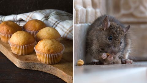 The smell of corn muffins can make your mouth water, but how do you feel about biting into insect parts and rodent poop? For every ¼ cup of cornmeal, the FDA allows an average of one or more whole insects, two or more rodent hairs and 50 or more insect fragments, or one or more fragments of rodent dung. 