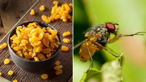 Those golden raisins you feed your toddler are allowed to contain 35 fruit fly eggs as well as 10 or more whole (or equivalent) insects for every 8 ounces. Kid-sized containers of raisins are an ounce each. That's more than four eggs and a whole insect per box.
