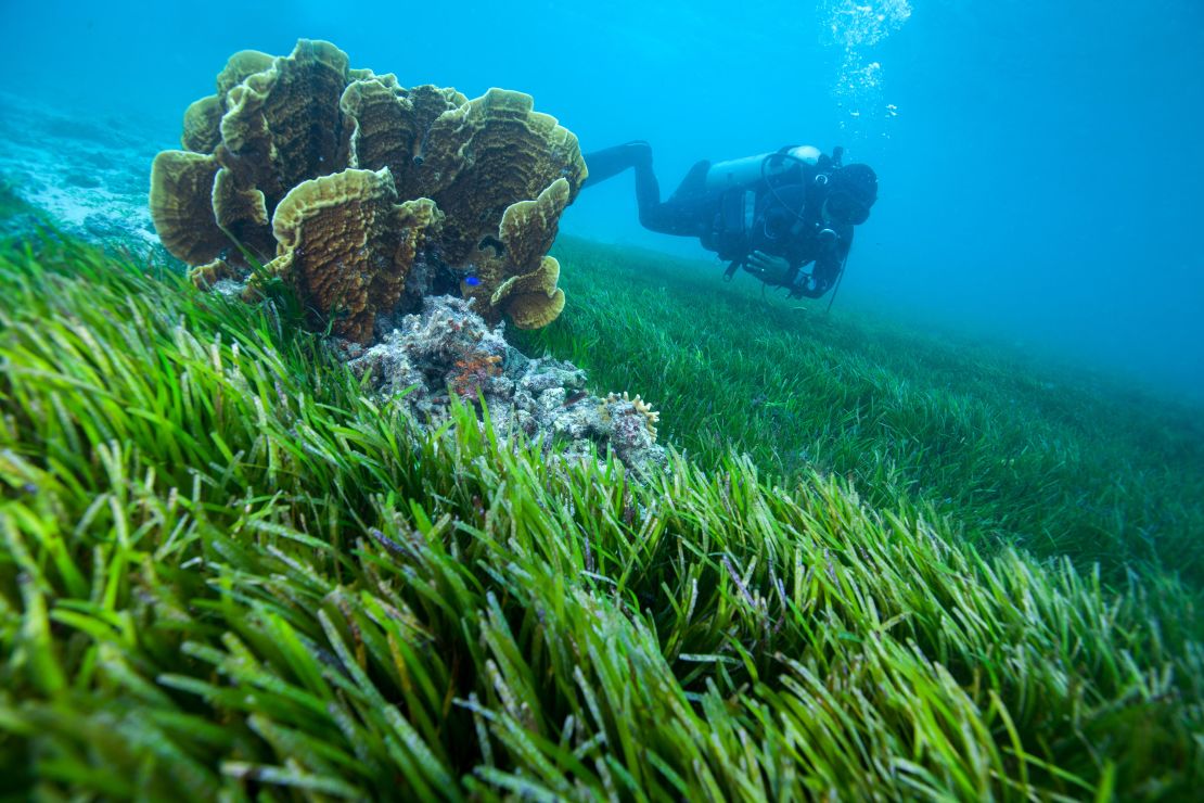 Layang-Layang's isolation makes it one of Asia's best diving experiences.