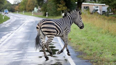 A runaway zebra on a road on October 2, 2019 in the town of Thelkow, Germany.