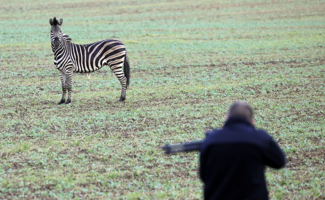 A zebra on a meadow as a man with a tranquilizer gun tries to approach it on October 2, 2019 near the German town of Thelkow.