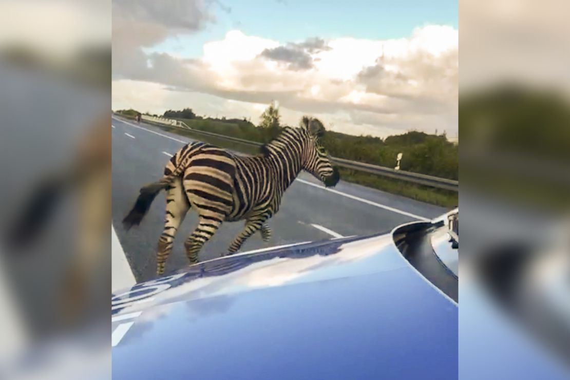 A runaway circus zebra next to a police car on a highway on October 2, 2019 near the town of Tessin, Germany.