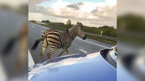 A runaway circus zebra next to a police car on a highway on October 2, 2019 near the town of Tessin, Germany.