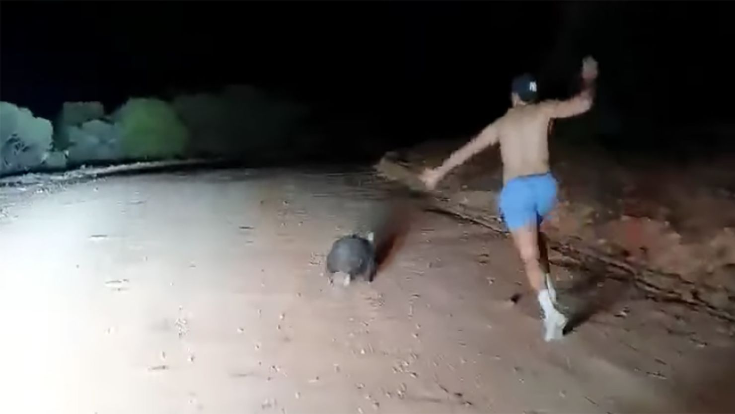 An Australian police officer was recorded stoning a wombat in South Australia. 