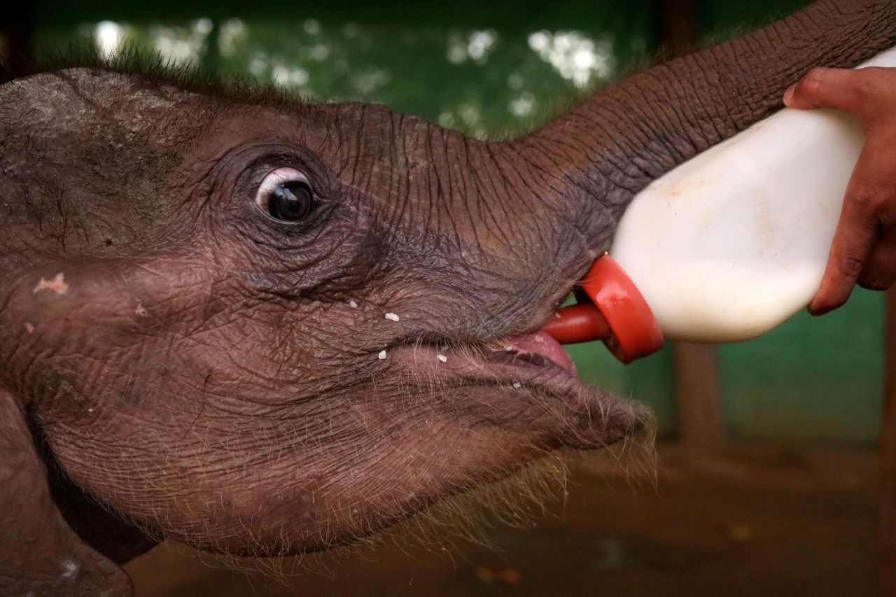 A staff member feeds Ayeyar Sein, a 4-month-old baby elephant, at the Wingabaw Elephant Camp in Bago, Myanmar, on Monday, September 30. The elephant lost her parents to poachers.