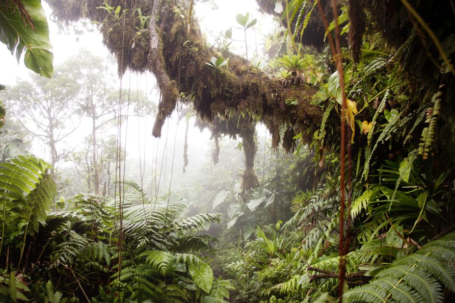 <strong>Cloud forest: </strong>A cloud forest covers the upper reaches of Mount Scenery, the highest point in the Dutch Kingdom.