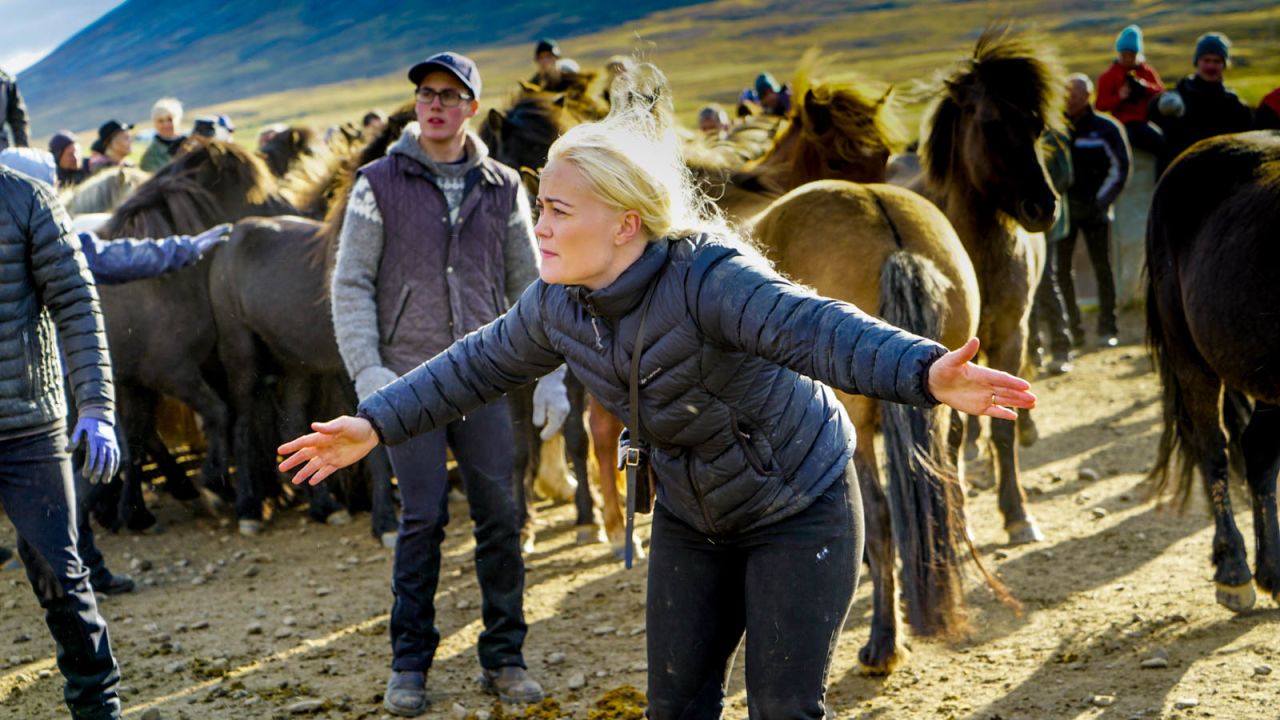 As the fall approaches, Iceland's horse farmers bring their animals in for the winter. 