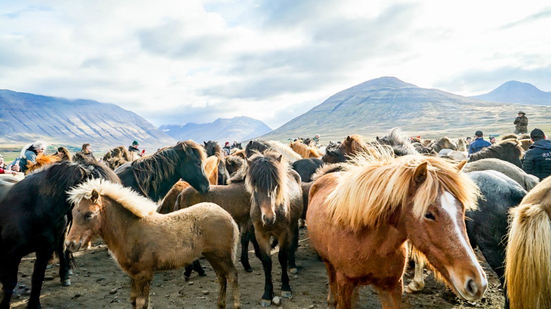<strong>Laufskálarétt corral: </strong>Every year in the north of Iceland, hundreds of locals and visitors gather for one of the biggest horse events in the country. 