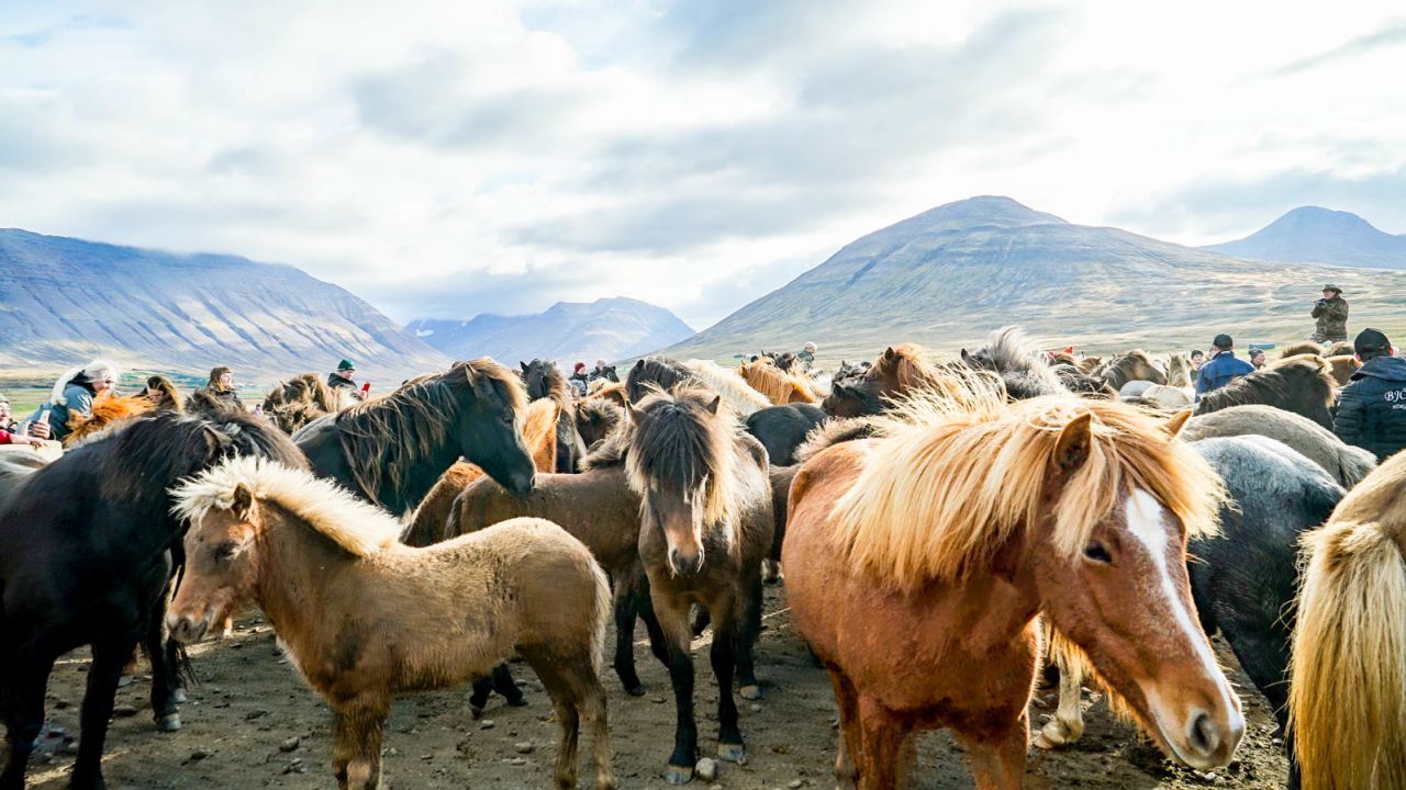 Iceland has more than 90,000 horses. 