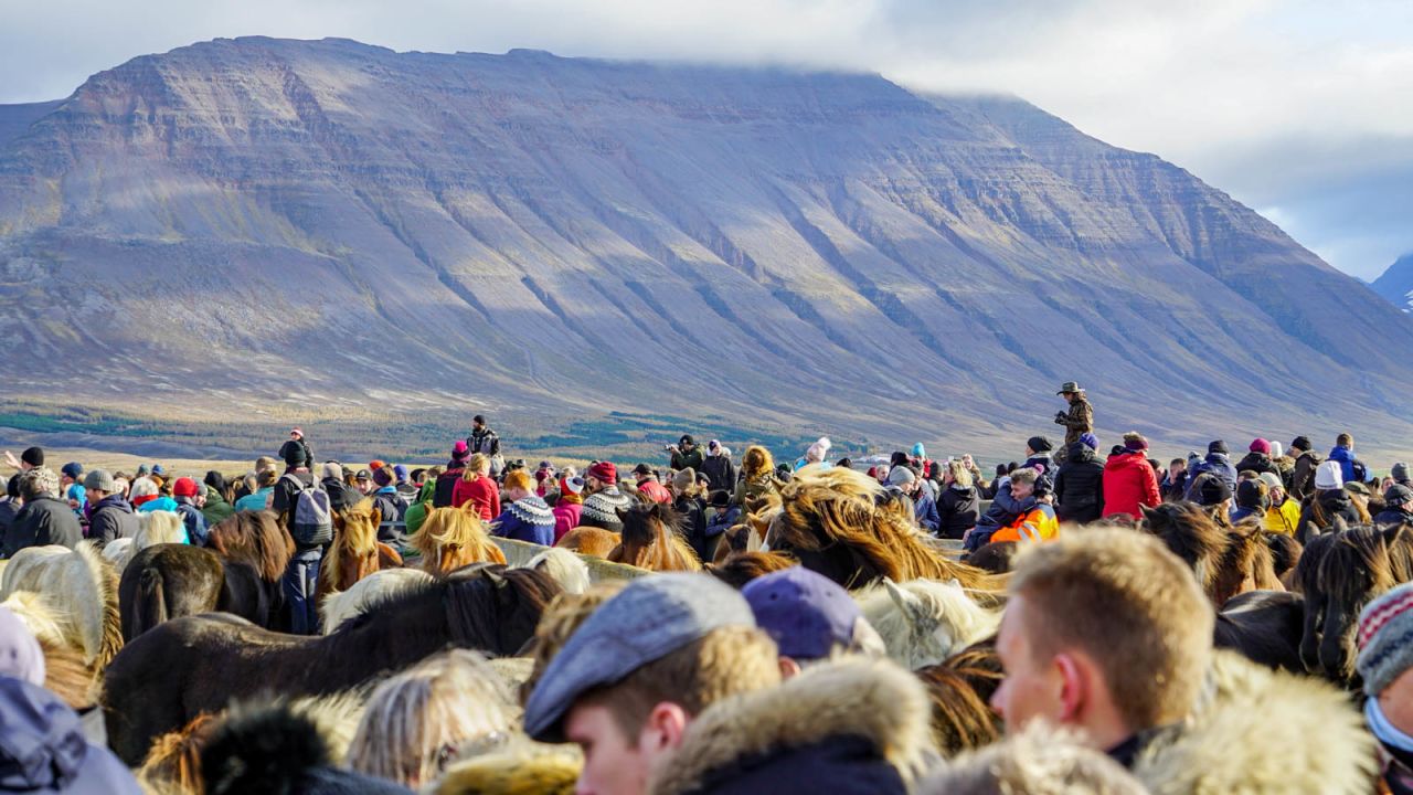 <strong>Tourism magnet: </strong>The Laufskálarétt corral brings hundreds of visitors to Skagafjörður region in northern Iceland.