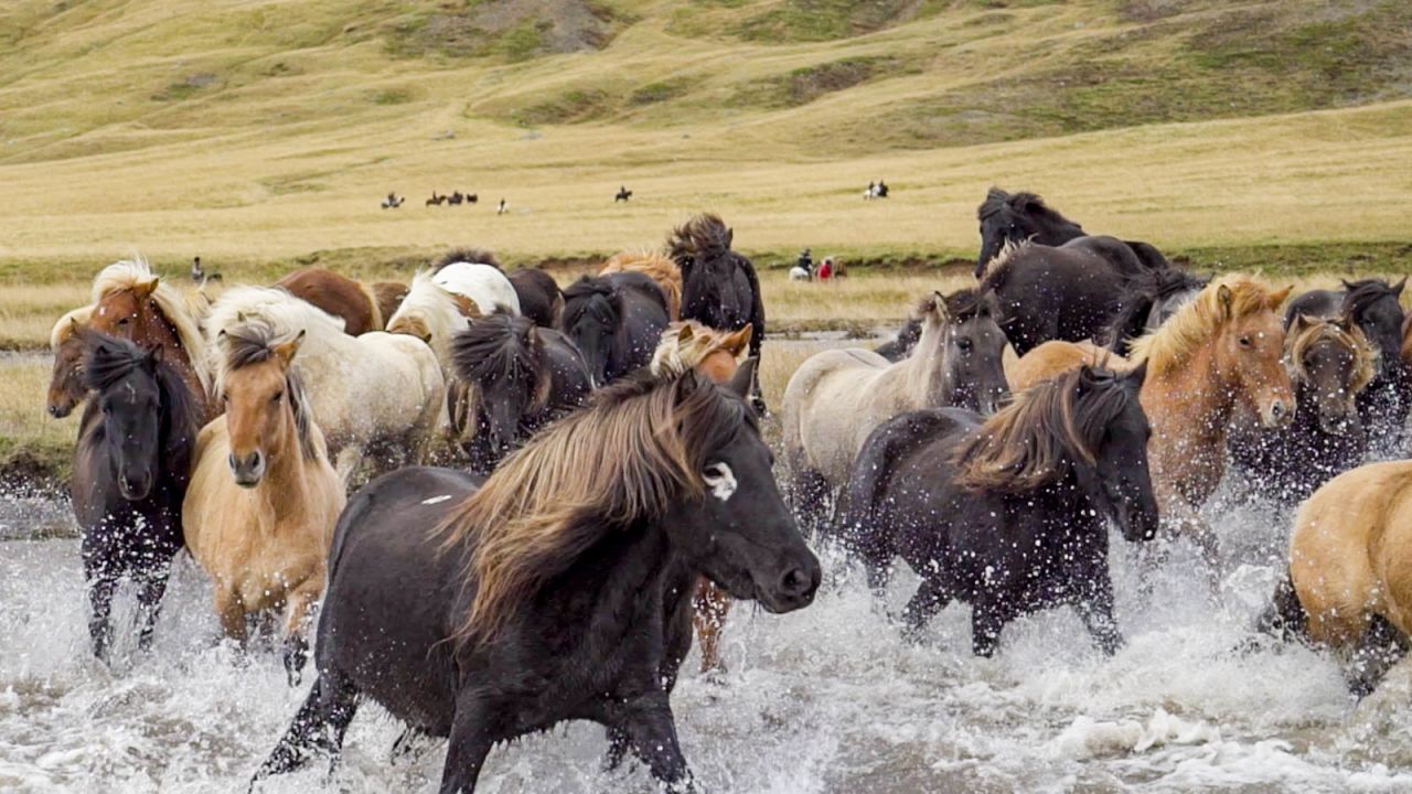 <strong>On the move: </strong>Hundreds of horses are herded from the Kolbeinsdalur valley across the river, into the Hjaltadalur valley.