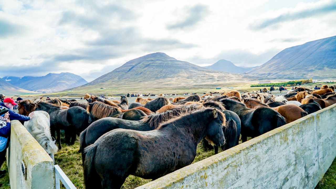 <strong>After the sorting: </strong>Icelandic horses wait patiently to be escorted back to their respective farms after being sorted in the corral.