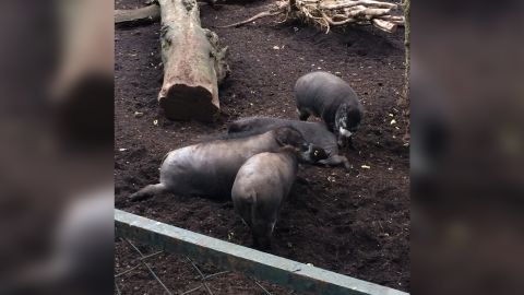 The Visayan warty pigs were observed at a Parisian zoo.
