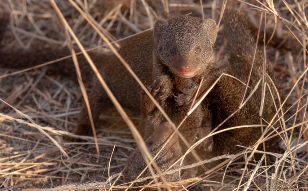 <strong>Dwarf mongoose: </strong>These creatures were photographed by Ngomane at the Thornybush game reserve, Hoedspruit. 