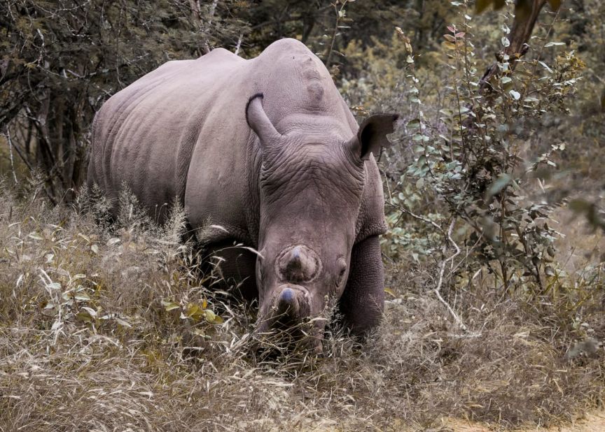 <strong>Rhino: </strong>This rhino, photographed by Ngomane at an undisclosed national park, has already had its tusks removed.