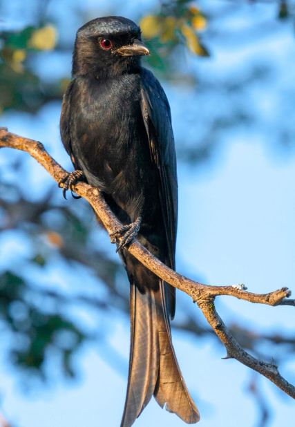 <strong>Endangered Fork-tailed drongo: </strong>This rare birth was photographed at the Karongwe game reserve. 
