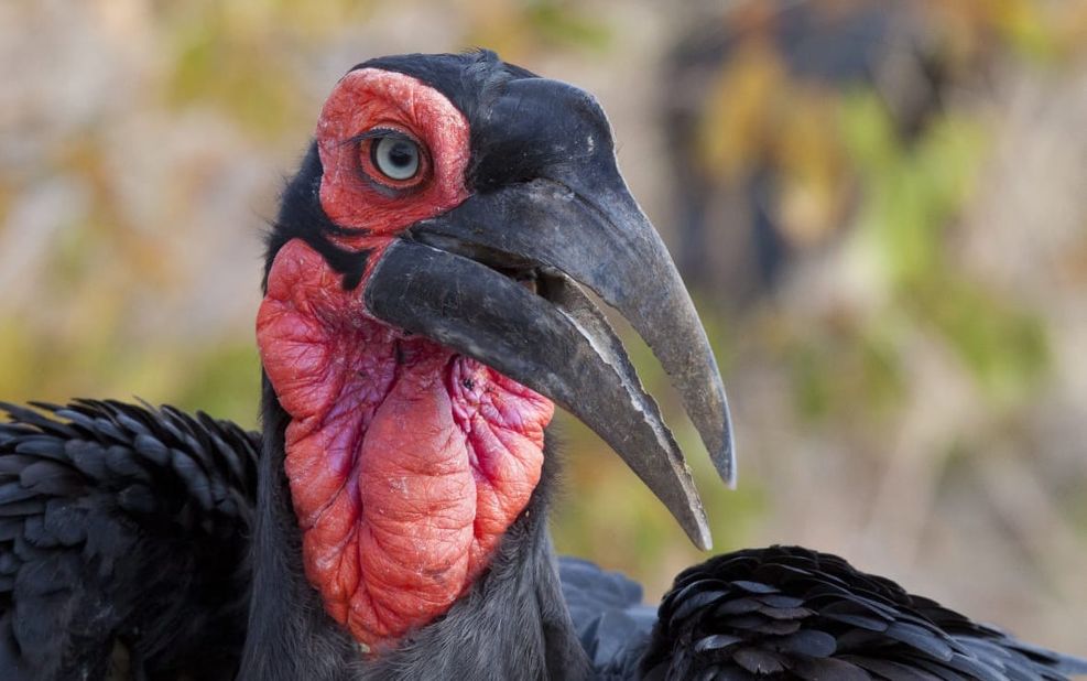 <strong>Ground hornbill: </strong>This image was taken at the Kruger national park. July 2019. 