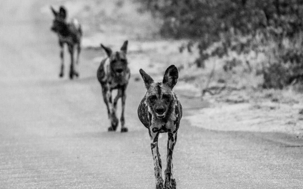 <strong>Wild dogs: </strong>Another image from the Kruger national park.