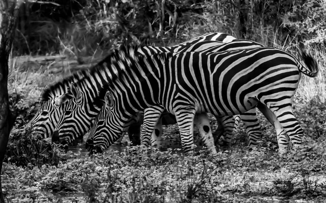Zebras at Karongwa game reserve. 