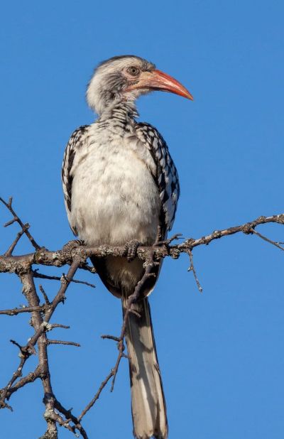 <strong>Red-billed hornbill: </strong>Another one of Ngomane's shots taken at GVI South Africa.