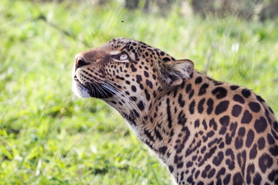 <strong>Spot on: </strong>Leopard at Global Vision International South Africa. June 2019.
