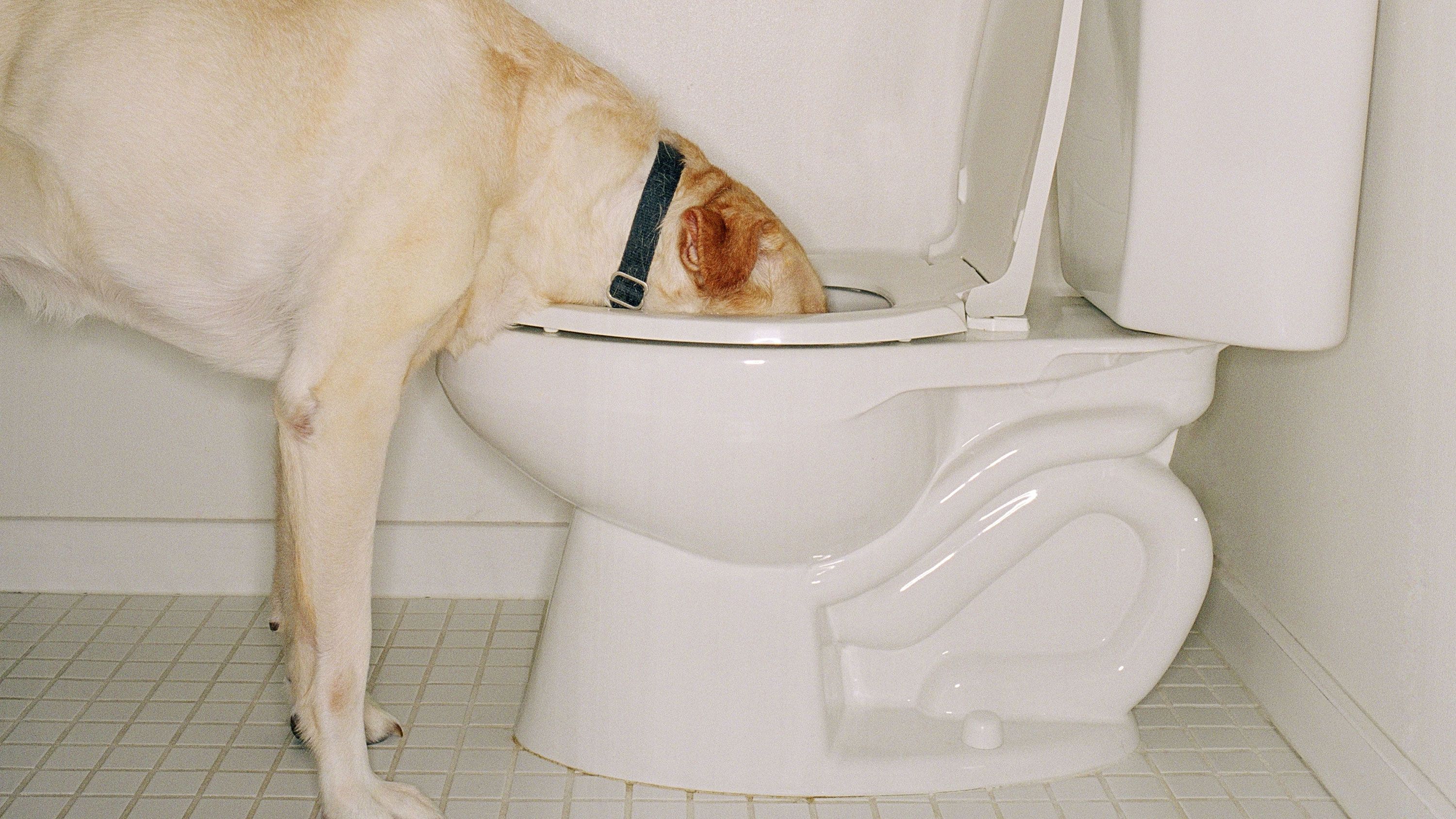 can toilet bowl cleaner kill a dog