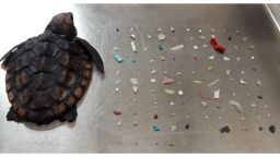A baby loggerhead sea turtle who was found washed ashore in Boca Raton, Florida died after ingesting 104 pieces of plastic.