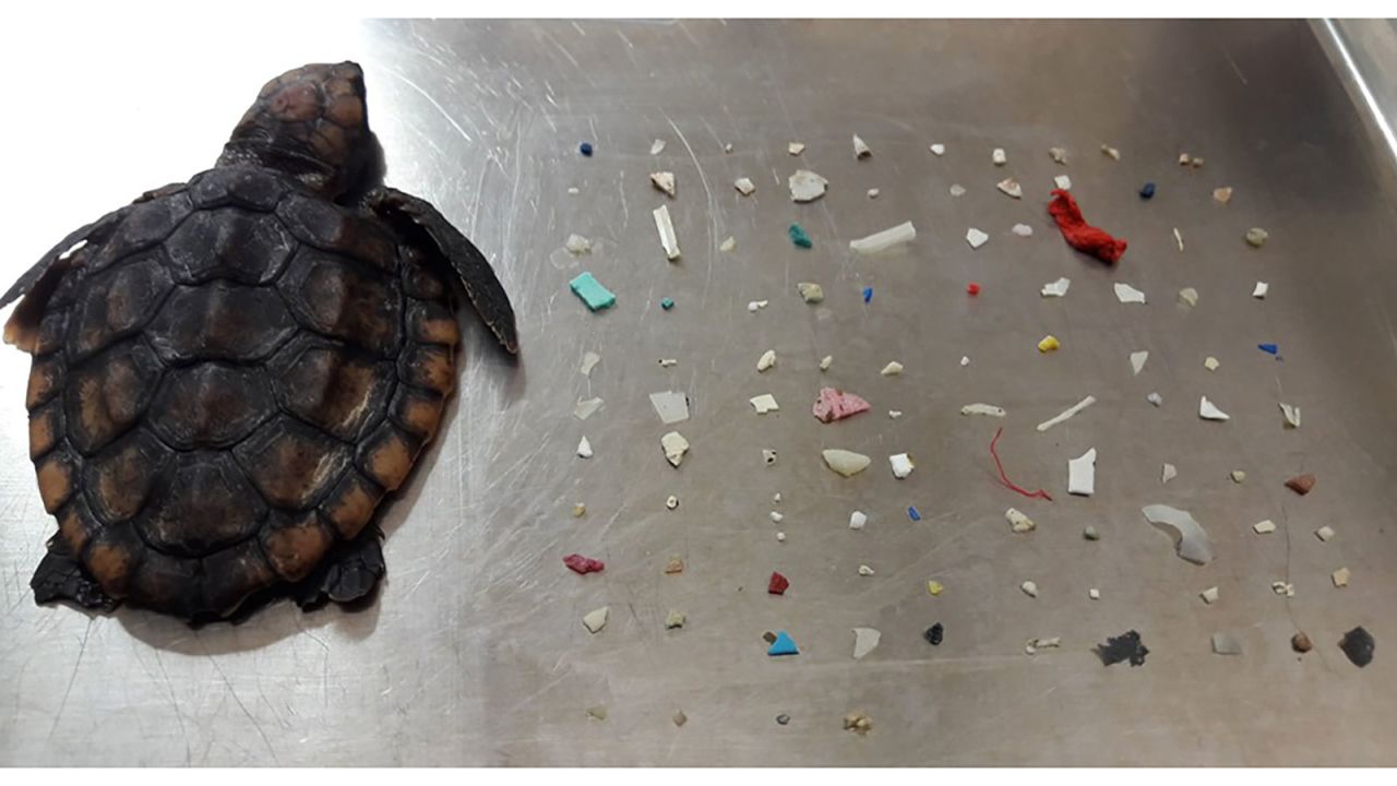 A baby loggerhead sea turtle was found in Boca Raton, Florida, with plastic in its stomach.
