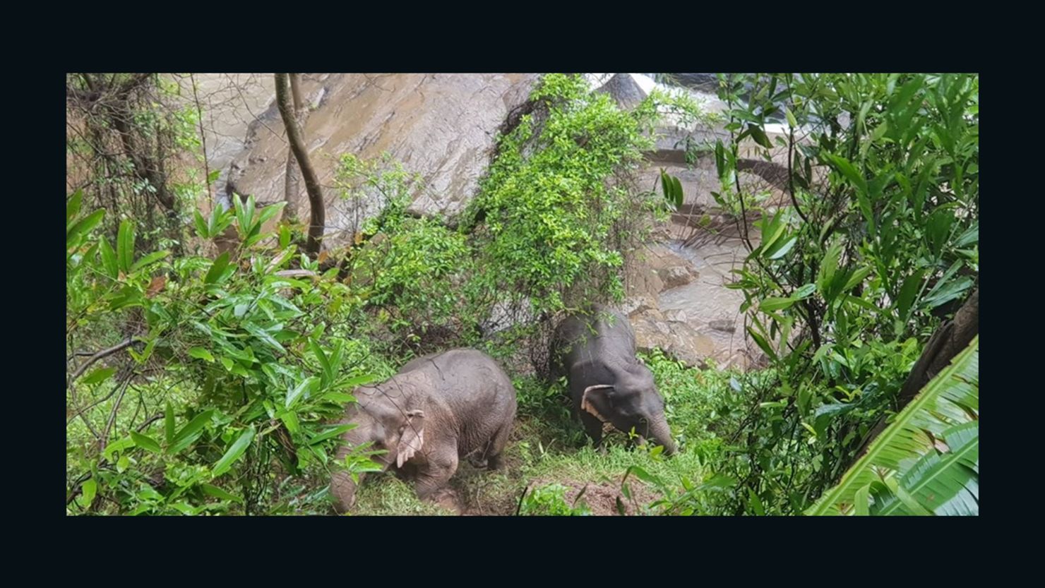 Two elephants were rescued after six others died at a waterfall in Thailand. 