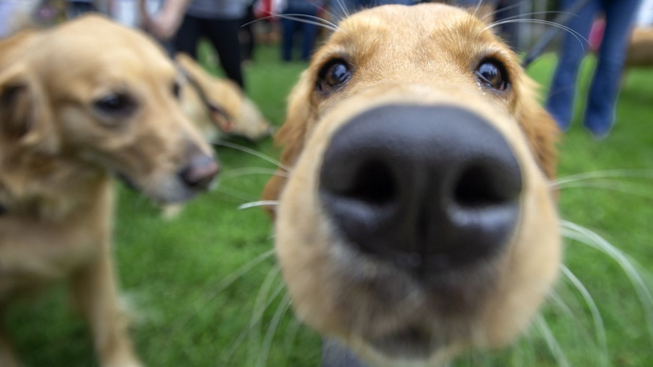 National Dog Day 2021: Benefits of having a dog | CNN