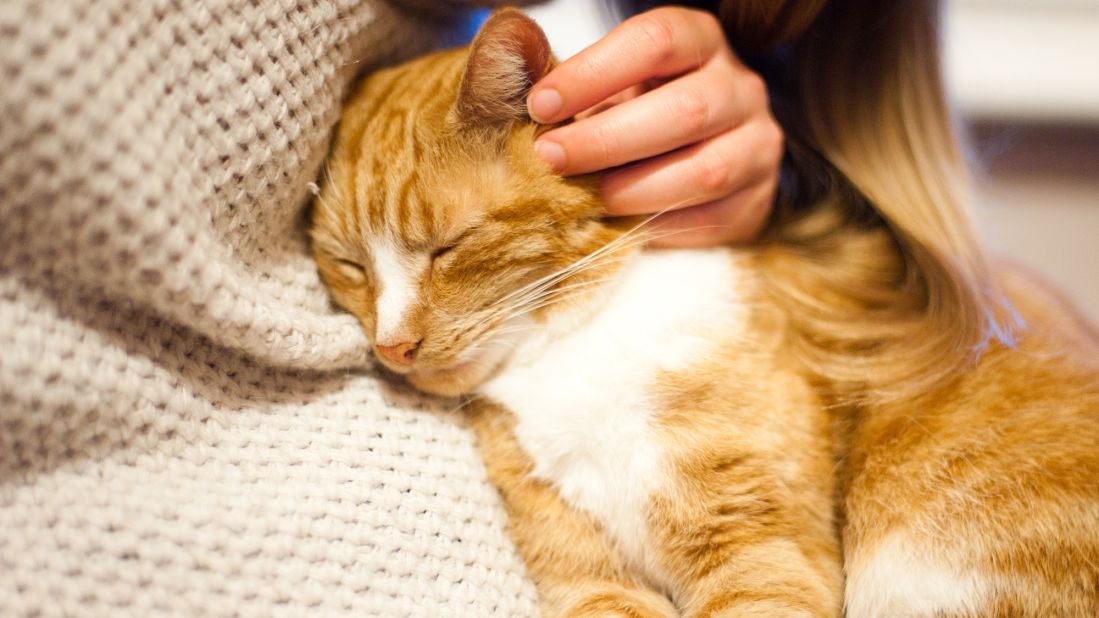 The act of petting your cat releases the bonding hormone oxytocin, also called the "cuddle chemical." The fact that your cat is purring while you're doing this is an additional stress reducer.