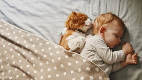 Exposing a child to animals during the first six months of life is <a href="https://www.ncbi.nlm.nih.gov/pubmed/28939248" target="_blank" target="_blank">linked to a reduced chance of asthma </a>and allergies later in life. However, if an existing family member is allergic, having pets in the home can do more harm than good.