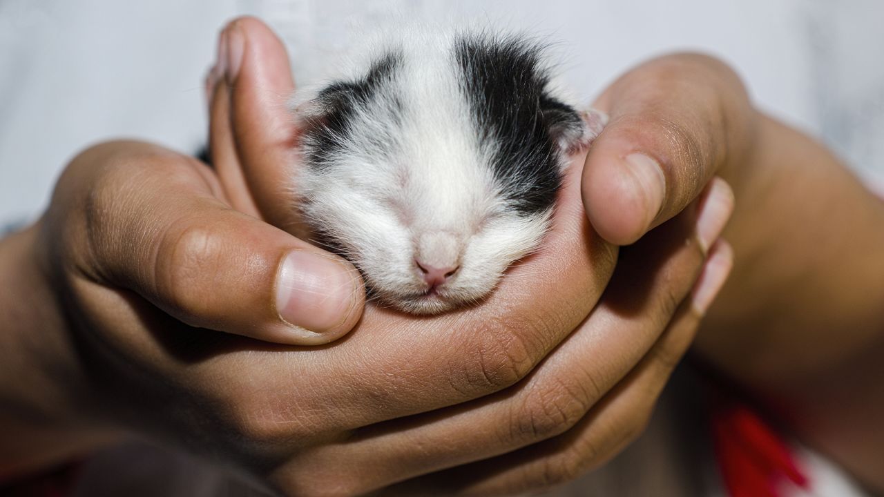 Baby animals teach children about the miracles of birth, and the responsibilities of caring for a tiny creature. The demise of a pet is also the first death experience for most children, providing a powerful teaching moment about love and loss.