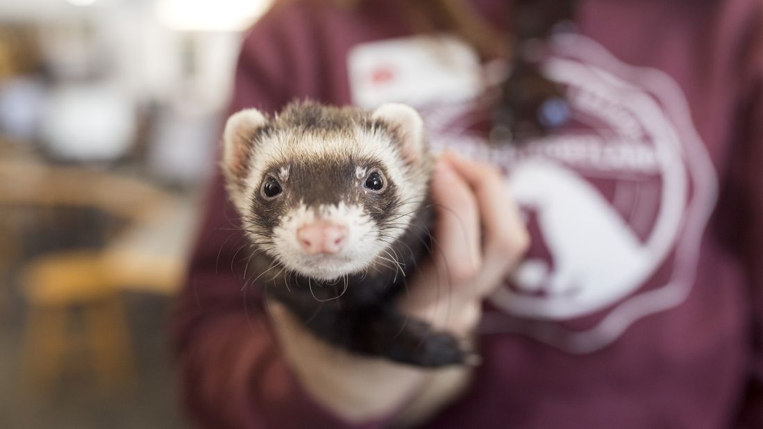 Reducing anxiety is a key benefit of therapy animals. Slinky the ferret came to University of New England's Portland campus with other small furry creatures to help relieve the stress of midterm exams for students.