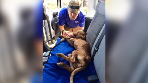 miracle dog rescued hurricane dorian trnd