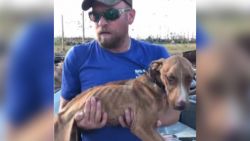 miracle dog rescued hurricane dorian trnd